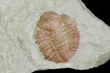 Ordovician Trilobite (Ampyxina) Fossil - Missouri #137230-1